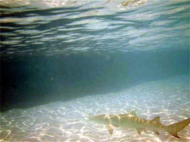 CIMG7009.JPG